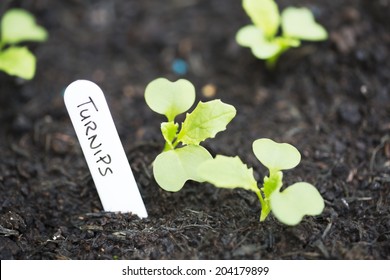 Turnip Sprouts In The Garden With Label.