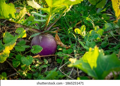 A Turnip In A Weedy Garden