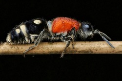 As It Turns Out, Velvet Ants Are A Species Of Wasp, Not An Ant.  However, Because The Shape And Size Of The Female Is Like An Ant, This Animal Is Called The Velvet Ant.