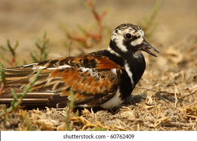 Turnstone