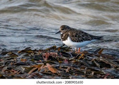 Turnstone Aquatic Bird, Scolopacidae, In Its Winter Plumage