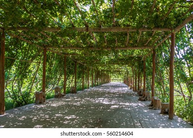 Turpan Xinjiang Grape Valley