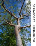 Turpentine Tree (Bursera simaruba) Torchwood Family. Common names include gumbo tree and limbo tree. Norman Island, British Virgin Islands