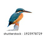 Turqouise Blue bird with black and red beaks calmly perching on wooden branch isolated on white background, common kingfisher (Alcedo atthis)