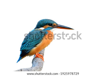Turqouise Blue bird with black and red beaks calmly perching on wooden branch isolated on white background, common kingfisher (Alcedo atthis)