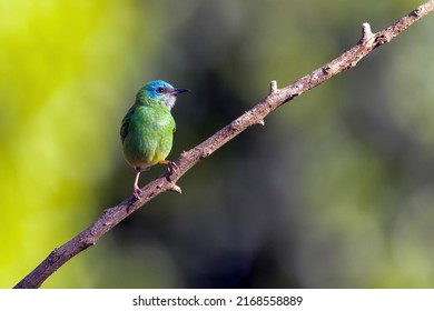 Turquoise Bird Brazil Female Blue Dacnis Stock Photo 2168558889 ...