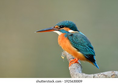 turquoise blue bird with brown chest and sharp beaks calmly perching on wooden branch while fishing in stream, female common kingfisher (alcedo atthis)
