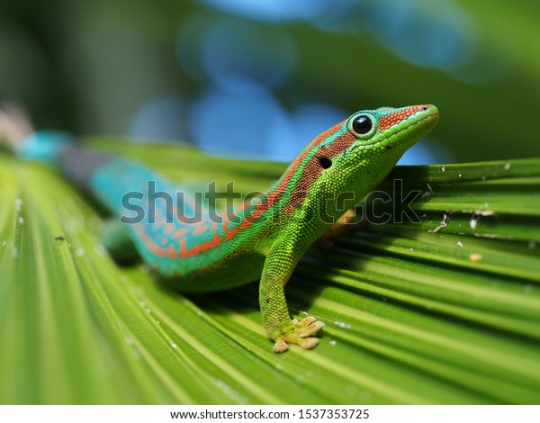 Turquoise and\
blue ornate day gecko on palm tree\
leaf