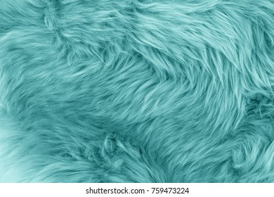 Turquoise blue sheepskin rug background. Wool texture. Close up sheep fur