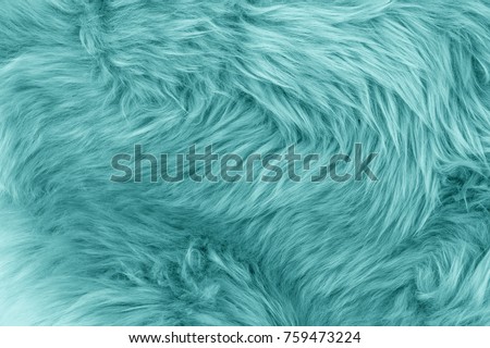 Turquoise blue sheepskin rug background. Wool texture. Close up sheep fur