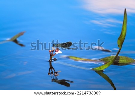 Turquoise dragonfly seat on white flower above water surface close-up. Shiny damselfly low key, water pond wildlife.	