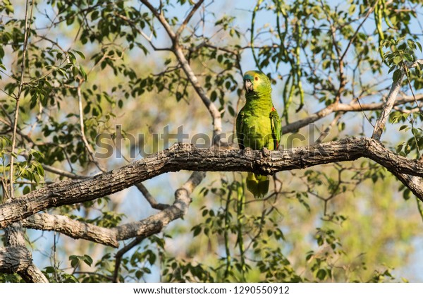 Panpan Images Stock Photos Vectors Shutterstock