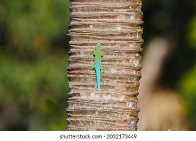 Turquoise Green And Blue Gecko On Palm Tree