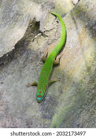 Turquoise Green And Blue Gecko On Palm Tree