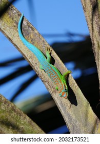 Turquoise Green And Blue Gecko On Palm Tree