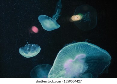 Turquoise Jellyfish In Aquarium At Sea Life Centre In Brighton