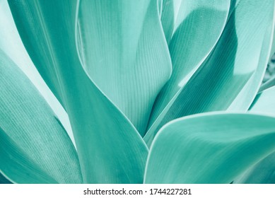 Turquoise pastel tropical plant close-up. Abstract natural Vegetable delicate background. Selective focus, macro. Flowing lines of leaves