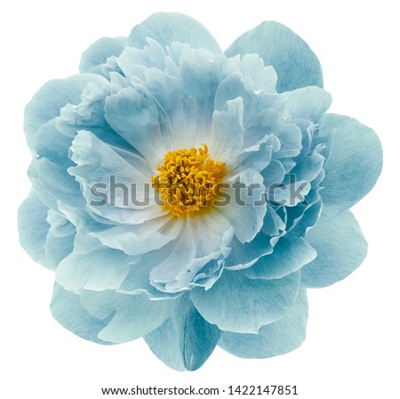 turquoise peony flower isolated on a white  background with clipping path  no shadows. Closeup.  Nature.