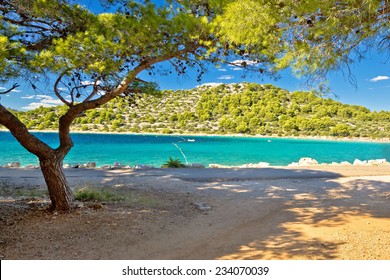 Turquoise Pine Tree Beach Of Croatia, Island Of Murter In Dalmatia