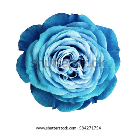 turquoise rose flower. white isolated background with clipping path. Nature. Closeup no shadows. Nature. 