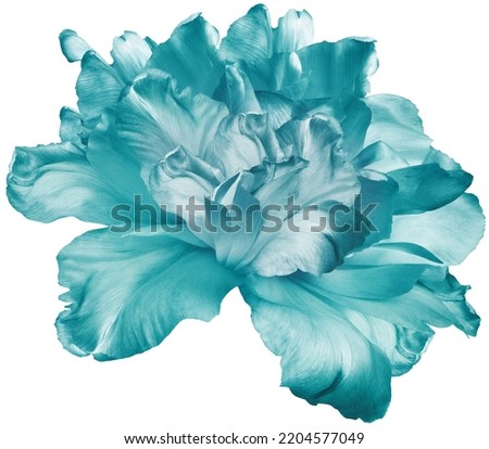 Turquoise  tulip  flower  on white isolated background with clipping path. Closeup. For design. Nature. 