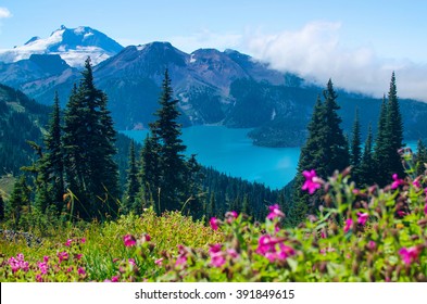 Turquoise water of Garibaldi Lake in Whistler, BC. As seen from blooming alpine meadows above.