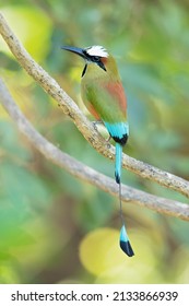 The turquoise-browed motmot (Eumomota superciliosa) also known as Torogoz, is a colourful, medium-sized bird of the motmot family
