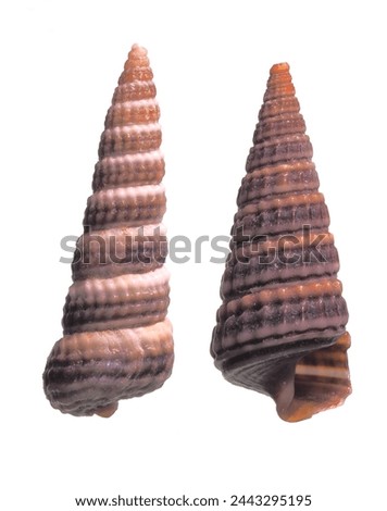 Turrid (gastropod mollusc, apertural and abapertural views os isolated shells against white background