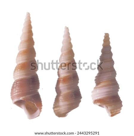 Turrid (gastropod mollusc), apertural and abapertural views of isolated shells against white background