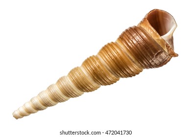 425 Spire sea shell Stock Photos, Images & Photography | Shutterstock