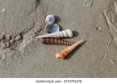 Turritella snail on the beach