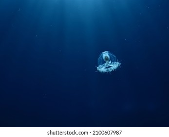 Turritopsis nutricula Turritopsis dohrnii Oceania O.armata immortal underwater  - Shutterstock ID 2100607987