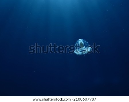 Turritopsis nutricula Turritopsis dohrnii Oceania O.armata immortal underwater  Imagine de stoc © 