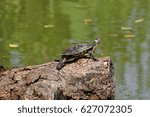 turtle