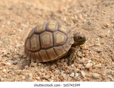 Tortoise Nesting Egg Laying Female Tortoise Stock Photo (Edit Now ...