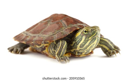 28,395 Funny turtle Images, Stock Photos & Vectors | Shutterstock