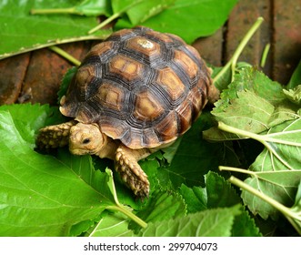 turtle - Shutterstock ID 299704073