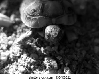 turtle               