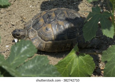 turtle