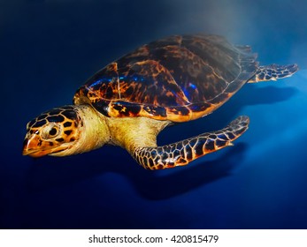 ウミガメ シルエット の写真素材 画像 写真 Shutterstock