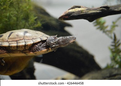 100 Turtle Long Nose Images, Stock Photos & Vectors 