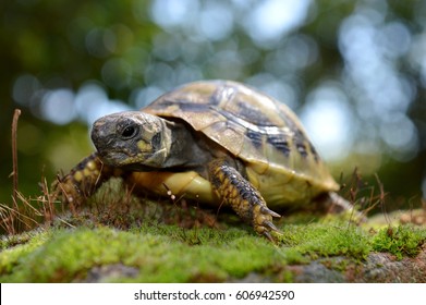 turtle - Shutterstock ID 606942590