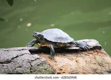 Turtle motivation Stock Photos, Images & Photography | Shutterstock