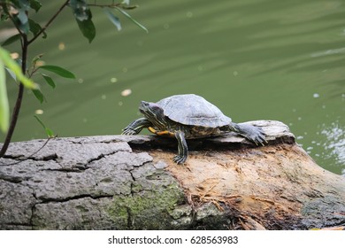 Turtle motivation Stock Photos, Images & Photography | Shutterstock