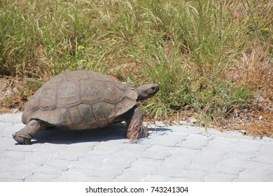 Turtle