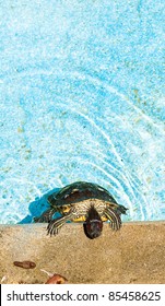 turtle
