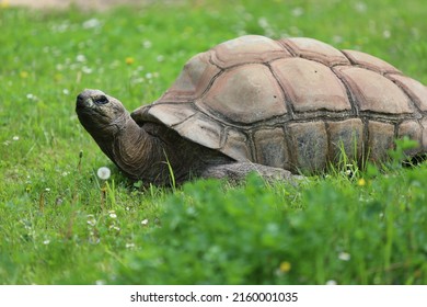 Turtle Aldabrachelys Gigantea On The Grass