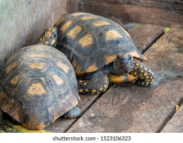 Domestic Animal Water Turtle Stock Photo (Edit Now) 2049671207