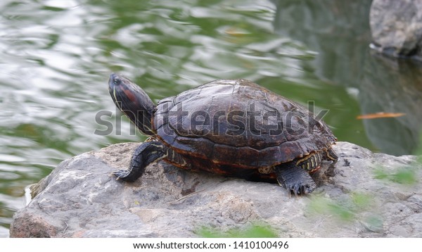 Turtle Amphibian Stock Photo 1410100496 | Shutterstock