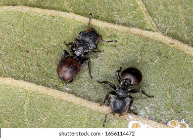 Turtle Ants Of The Genus Cephalotes